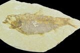 Detailed Fossil Fish (Knightia) - Wyoming #119997-1
